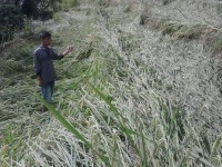 Ratusan Hektar Sawah Warga Semende Rusak Diterjang Puting Beliung