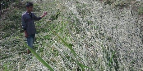 Ratusan Hektar Sawah Warga Semende Rusak Diterjang Puting Beliung