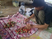 SDU Miliki Potensi Wisata Kebun Strowberi
