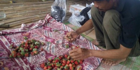 SDU Miliki Potensi Wisata Kebun Strowberi