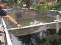 Tercemar Limbah, Peternak Ikan Bedeng Obak Minta  PT KE Bertanggung Jawab