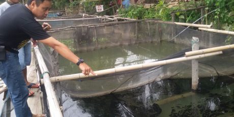 Tercemar Limbah, Peternak Ikan Bedeng Obak Minta  PT KE Bertanggung Jawab