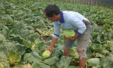 Terkendala Modal, Petani Sayur di Semende Kesulitan Kembangkan Usaha