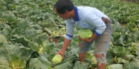 Terkendala Modal, Petani Sayur di Semende Kesulitan Kembangkan Usaha