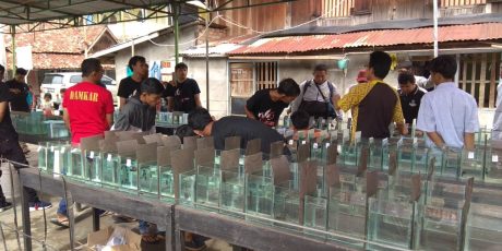 Peringati Hari Pahlawan, Pemuda Kemayoran Gelar Lomba Ikan Cupang Hias