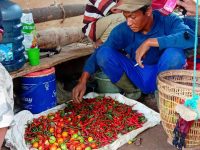 Harga Pupuk dan Obat Tinggi, Petani Sayur di Semende Mengeluh