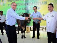 PT TeL PP Salurkan Hewan Kurban Kepada Warga di Tiga Kecamatan