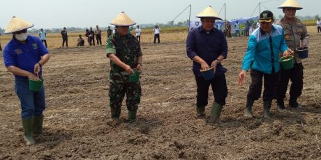 Plt Bupati Muara Enim Bersama Gubernur Sumsel Panen Raya dan Tanam Perdana Padi Rawa