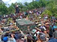 Harimau Pemangsa Manusia Ditangkap di Desa Pelakat Semende