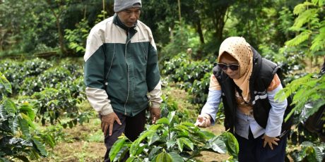 Melihat dari Dekat, Mitra Binaan PTBA Tbk Sukses Kelola Kopi Arabika di Semende