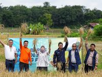 PLTS Irigasi Bukit Asam (PTBA) Dukung Pertanian Berkelanjutan