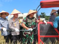 Pj. Bupati Panen Raya Padi Sawah di Ataran Ulak Himbe Kelurahan Muara Enim