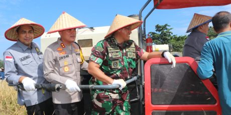 Pj. Bupati Panen Raya Padi Sawah di Ataran Ulak Himbe Kelurahan Muara Enim