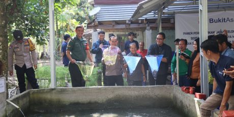 Bukit Asam (PTBA) Dorong Budidaya Ikan Gabus di Desa Tanjung Agung