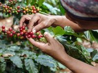 Ayo Dukung Kopi Semende Diajang API Award 2020