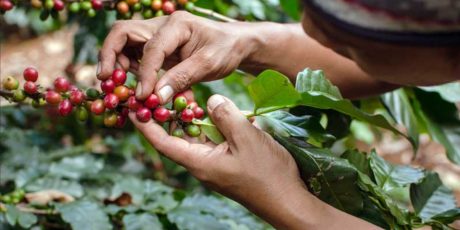 Ayo Dukung Kopi Semende Diajang API Award 2020
