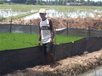 Bantuan dari Bukit Asam (PTBA) Tingkatkan Penghasilan Petani di Lampung