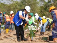 Bukit Asam (PTBA) Kembangkan Energi Biomassa dari Kaliandra Merah