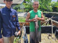 Sempat Jatuh, Usaha Ternak Lele Binaan Bukit Asam (PTBA) Bangkit dan Berkembang