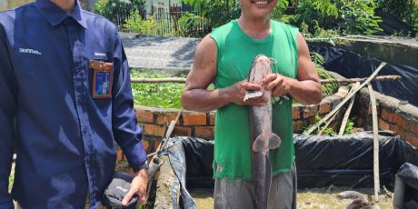 Sempat Jatuh, Usaha Ternak Lele Binaan Bukit Asam (PTBA) Bangkit dan Berkembang