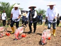 Dukung Swasembada Pangan, Wabup Muara EnimTanam Perdana Padi Gogo