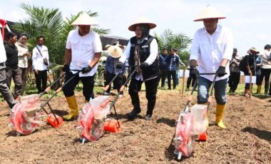 Dukung Swasembada Pangan, Wabup Muara EnimTanam Perdana Padi Gogo