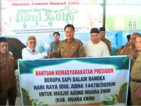 Sapi Limosin Berat 970 Kg Kurban Presiden Prabowo Subianto Tiba di Muara Enim