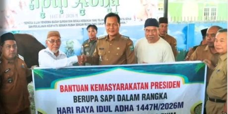 Sapi Limosin Berat 970 Kg Kurban Presiden Prabowo Subianto Tiba di Muara Enim
