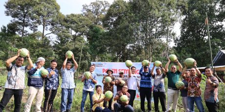Dari Kohe Puyuh ke Panen Semangka, Lahan Eks-PETI di Desa Darmo Kini Produktif