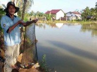 Peternak Ikan Mengeluh, Hasil Panen Tak Sebanding Harga Pakan