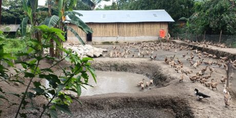 Bukit Asam Dukung Budidaya Itik Petelur Capai Penghasilan di Atas UMR
