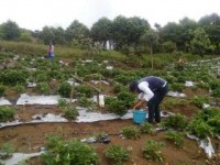 Strowbery Semende Potensi Ekonomi Warga
