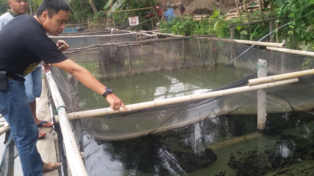 Tercemar Limbah, Peternak Ikan Bedeng Obak Minta  PT KE Bertanggung Jawab